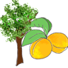 apricot tree