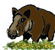 boar