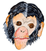 Chimpanzee