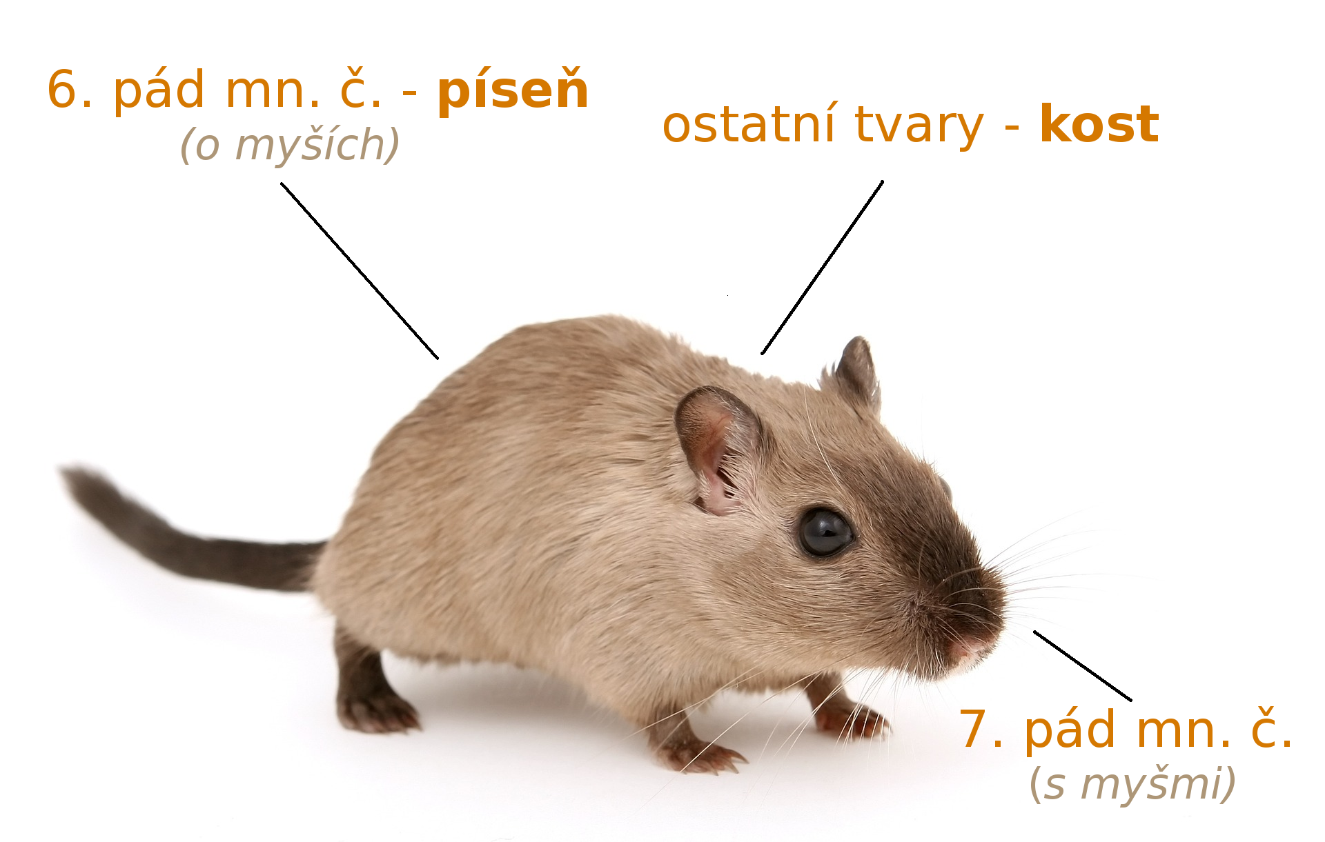 Jak se píše myši?