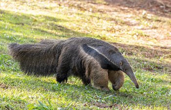 anteater