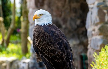 bald eagle