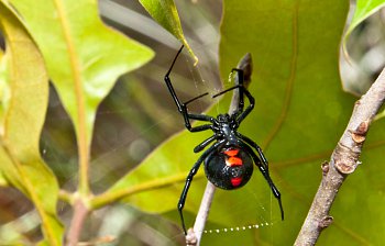 black widow