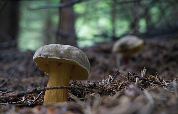 boletus