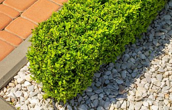 boxwood