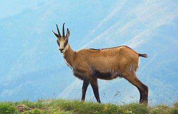 chamois