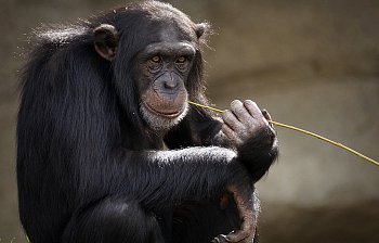 chimp