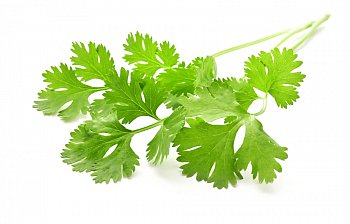 cilantro