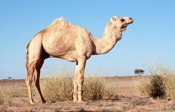 dromedary
