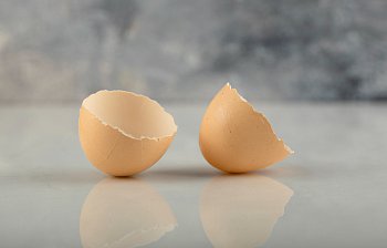 eggshell