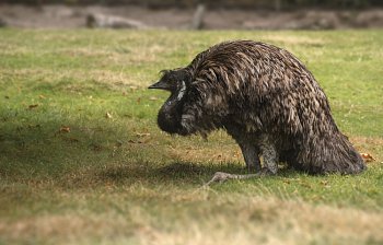 emu