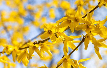 forsythia