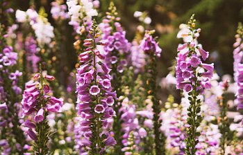foxglove