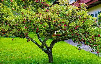 fruit tree