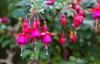 fuchsia