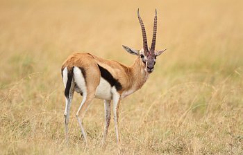 gazelle