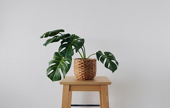 house plant