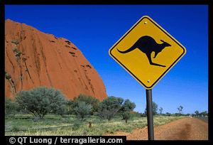 a kangaroo crossing near Ayers Rock, Australia (copyright TerraGalleria.com)