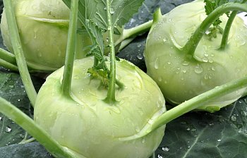 kohlrabi