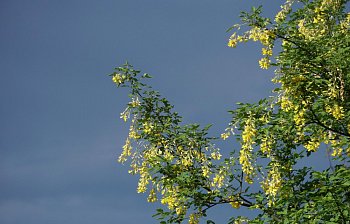 laburnum