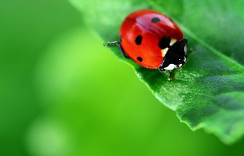 ladybug