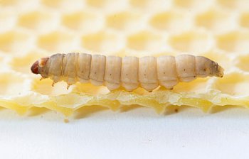 larva