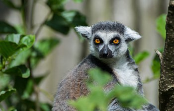 lemur