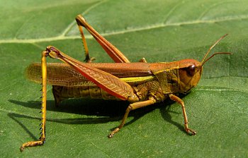 locust