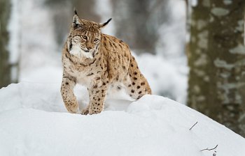 lynx