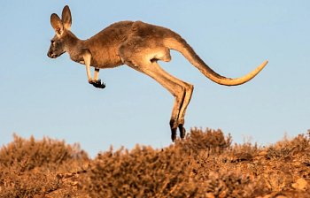 marsupial