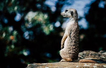 meerkat