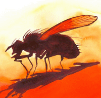 The Fly, ilustrated by M. Vydrová, (c) 2007