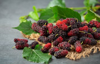 mulberry