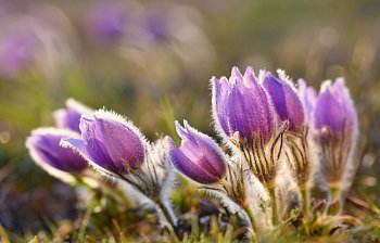 pasque flower
