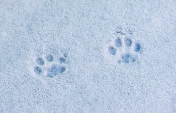 pawprint