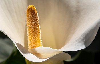 pistil