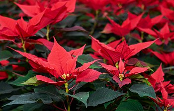 poinsettia