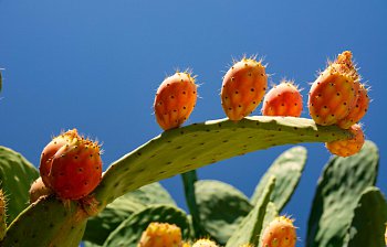 prickly pear