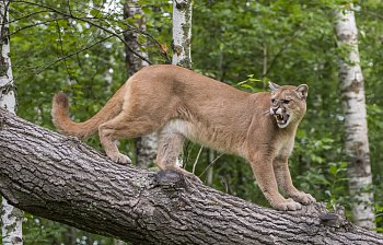mountain lion