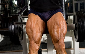 quadriceps