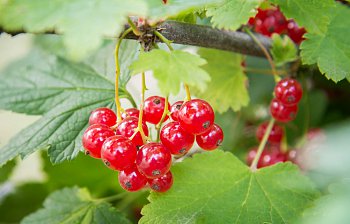 redcurrant