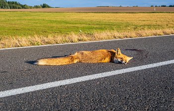 roadkill