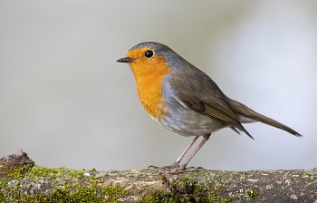 robin