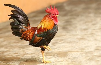 rooster