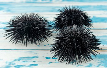 sea urchin