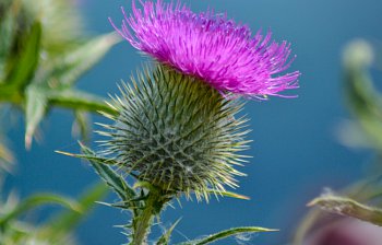 thistle