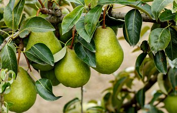 pear tree