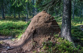 anthill