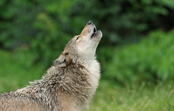 howl