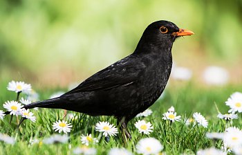blackbird